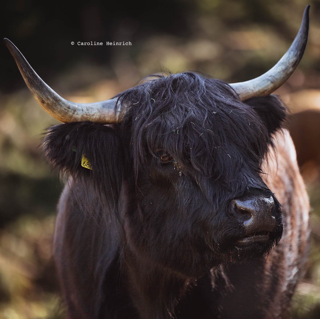 Hochlandrind, Happy Highlands, Kuhkuscheln