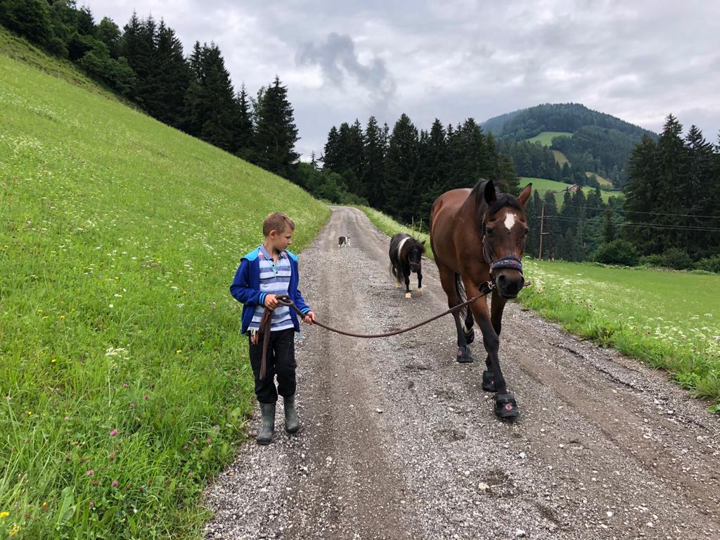 Spaziergang mit Pferd