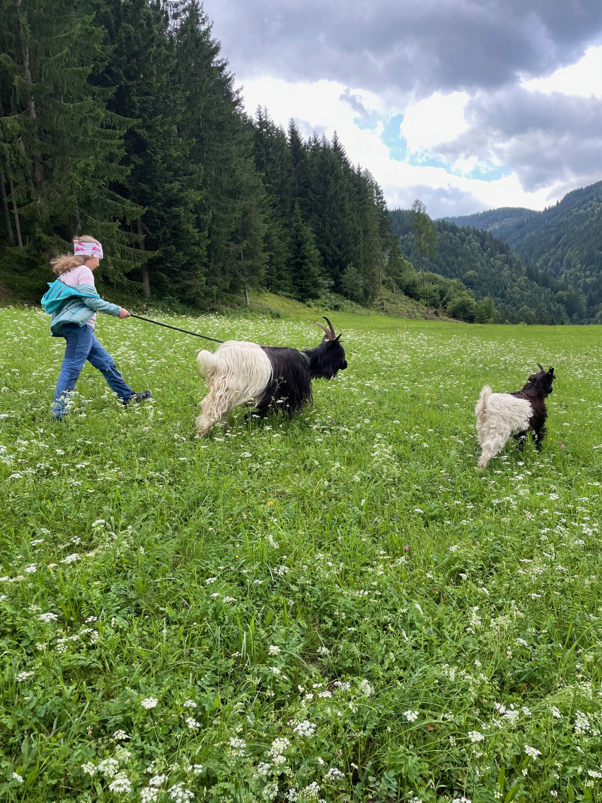 Ziegenwanderung