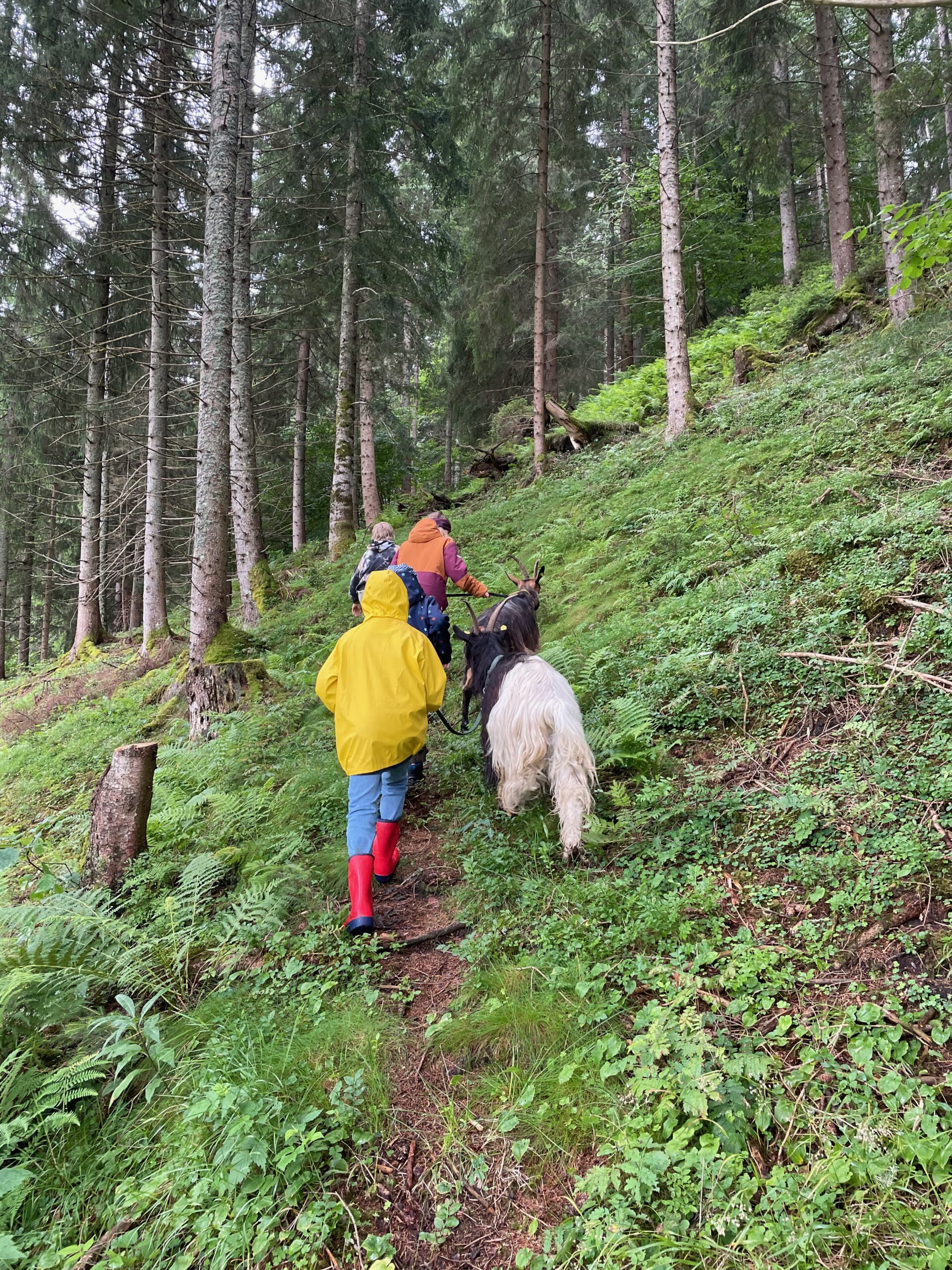 Ziegenwanderung