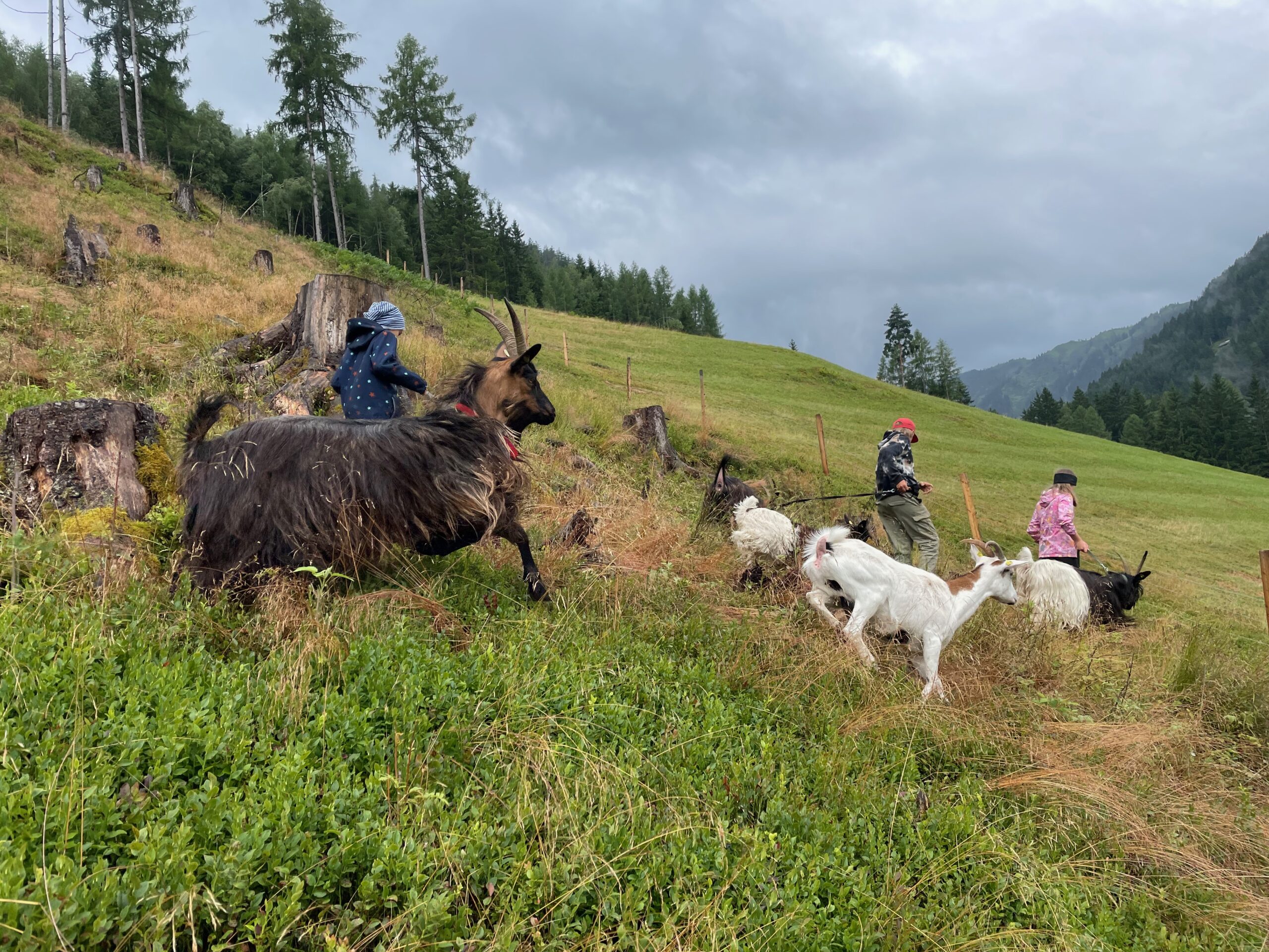 Ziegenwanderung