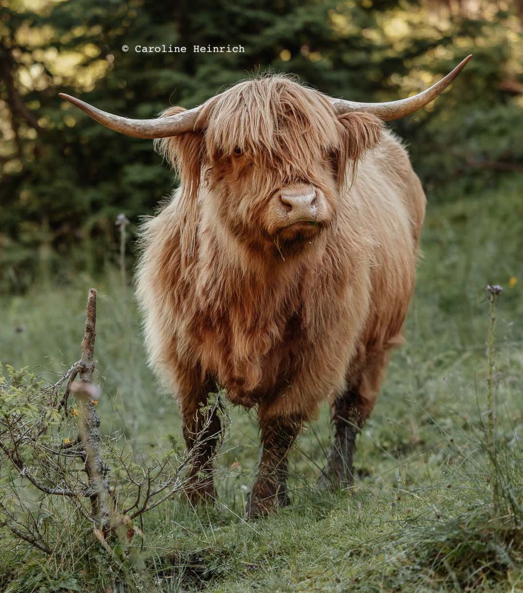 Hochlandrind, Happy Highlands, Kuhkuscheln