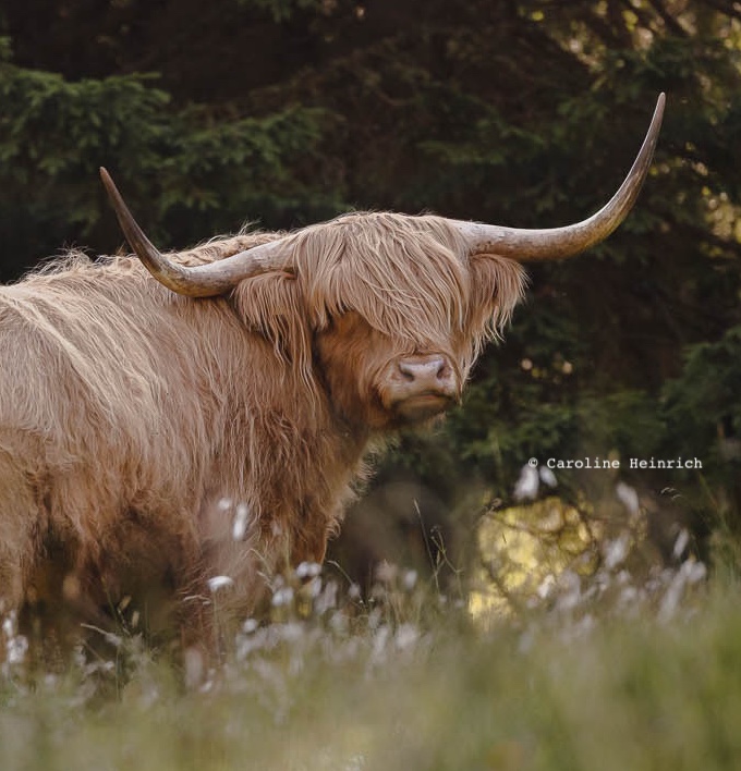 Hochlandrind, Happy Highlands, Kuhkuscheln