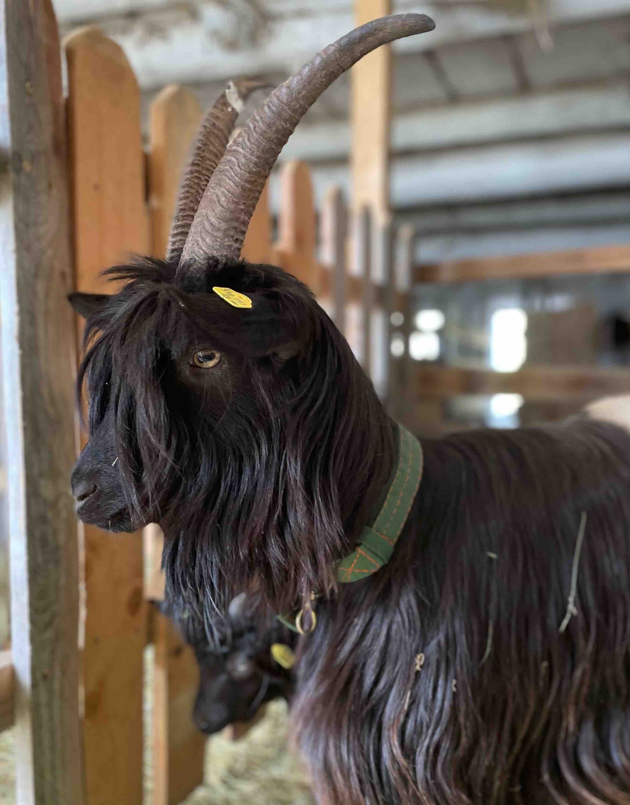 Lebenshof, Patenschaften, Ziegen, Ziegenwanderung