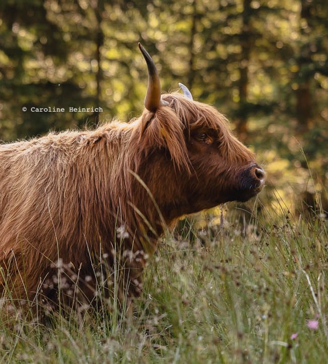 Lebenshof Patenschaft Hochlandrind Rind Kuhkuscheln