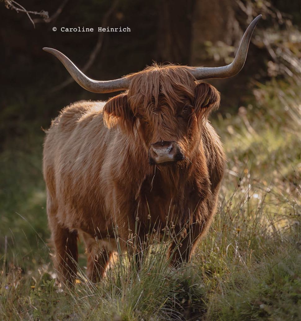 Hochlandrind, Happy Highlands, Kuhkuscheln